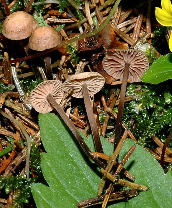 Marasmius..????